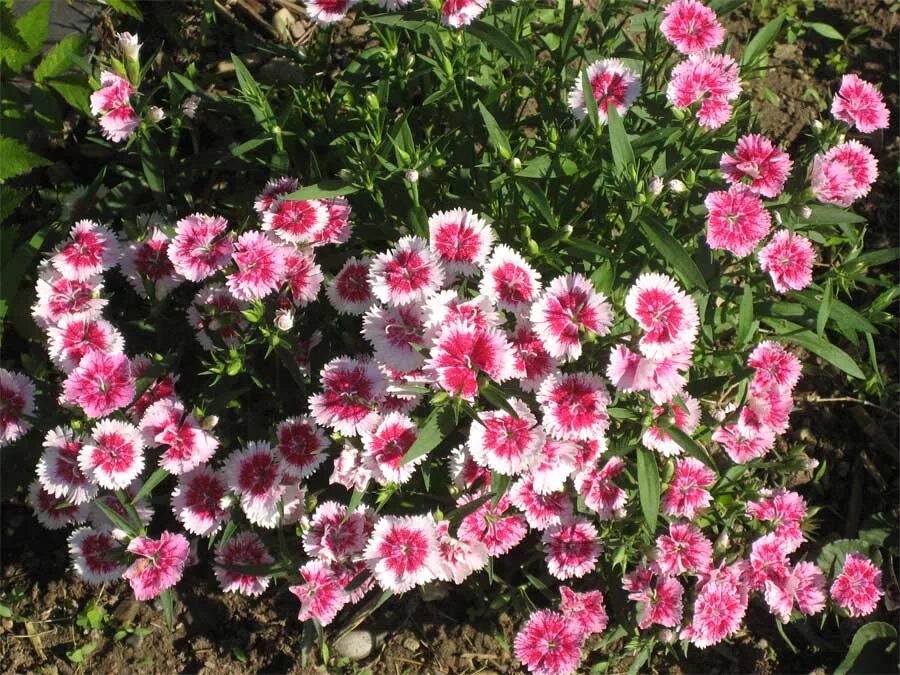 Dianthus chinensis гвоздика китайская. Гвоздика китайская Стравберри. Гвоздика китайская Грейс. Выращивание гвоздики китайской махровой