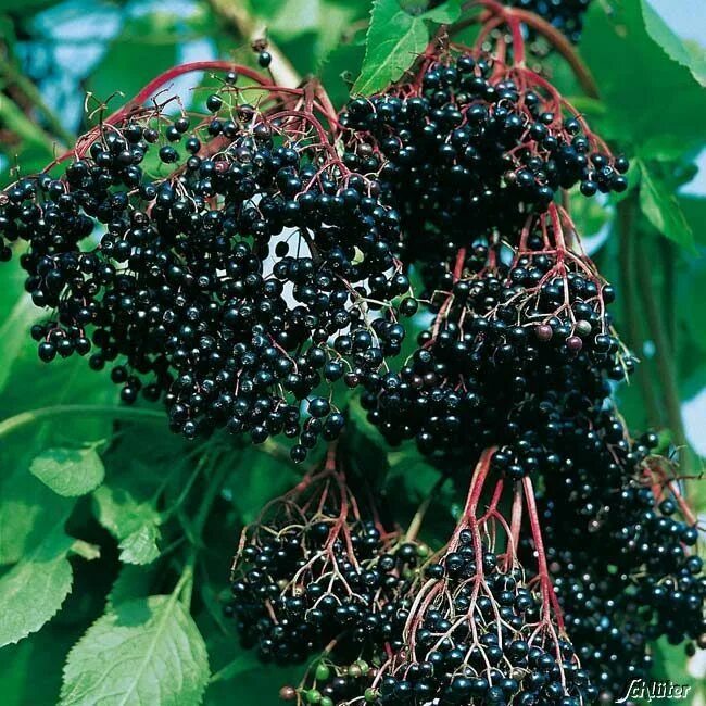 Бузина ягода съедобная. Травянистая бузина (sambucus ebulus). Поттер бузина. Бузина черноплодная. Бузина чернолистная.
