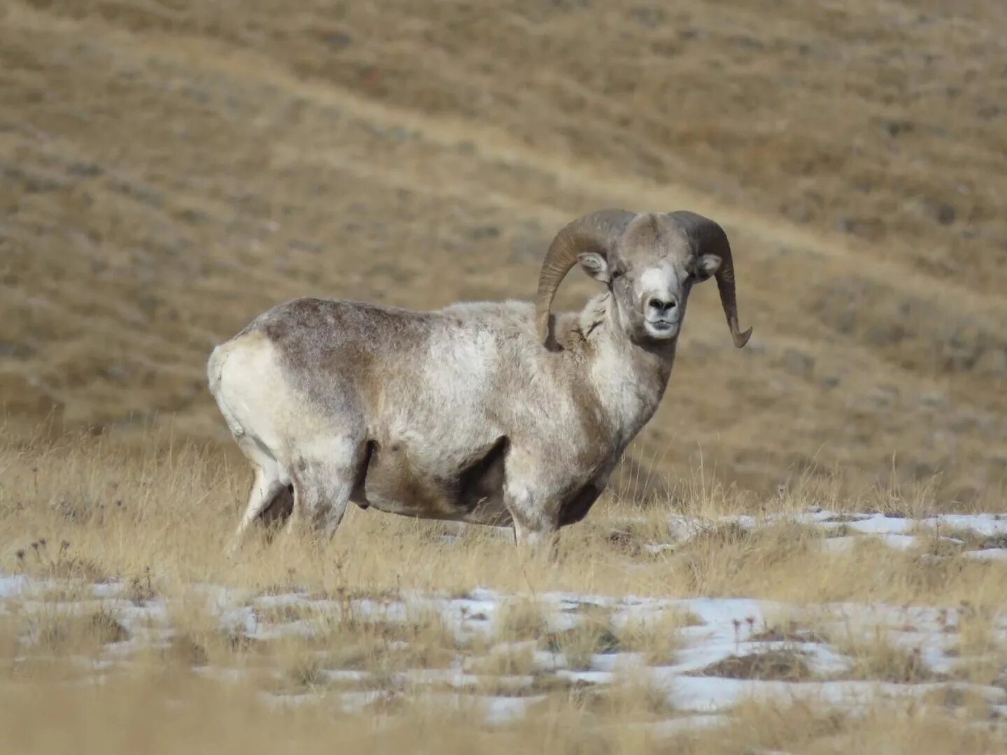 Аргали марко поло. Алтайский баран аргали, архар. Алтайский баран аргали, архар. Алтайский горный баран аргали. Аргали марко поло.