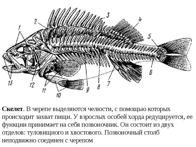 Скелет рыбы окунь. Строение скелета костистой рыбы. Скелет плавника рыбы. Скелет костистых рыб плавники. Позвоночник неподвижно соединен с черепом у рыб