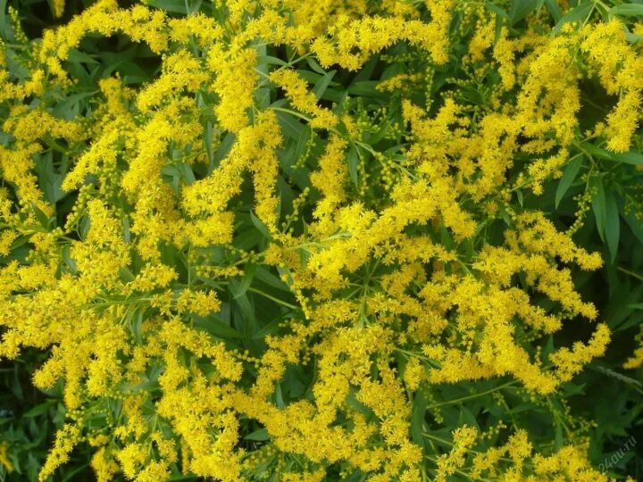 Free Images : nature, sunlight, flower, spring, produce, colorful, garden, flora