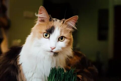 Как назвать трехцветную кошку красива