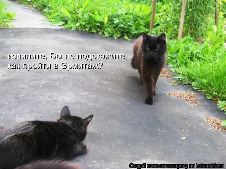 Глагол в прямом значении. Не подскажите сколько времени. Подскажешь или подскажишь. Извиняюсь прикол. Глагол рассказать.