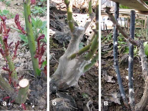 Когда раскрывать розы весной после зимних. Розы после зимы. Саженец розы после зимы. Подмерзли побеги у розы.