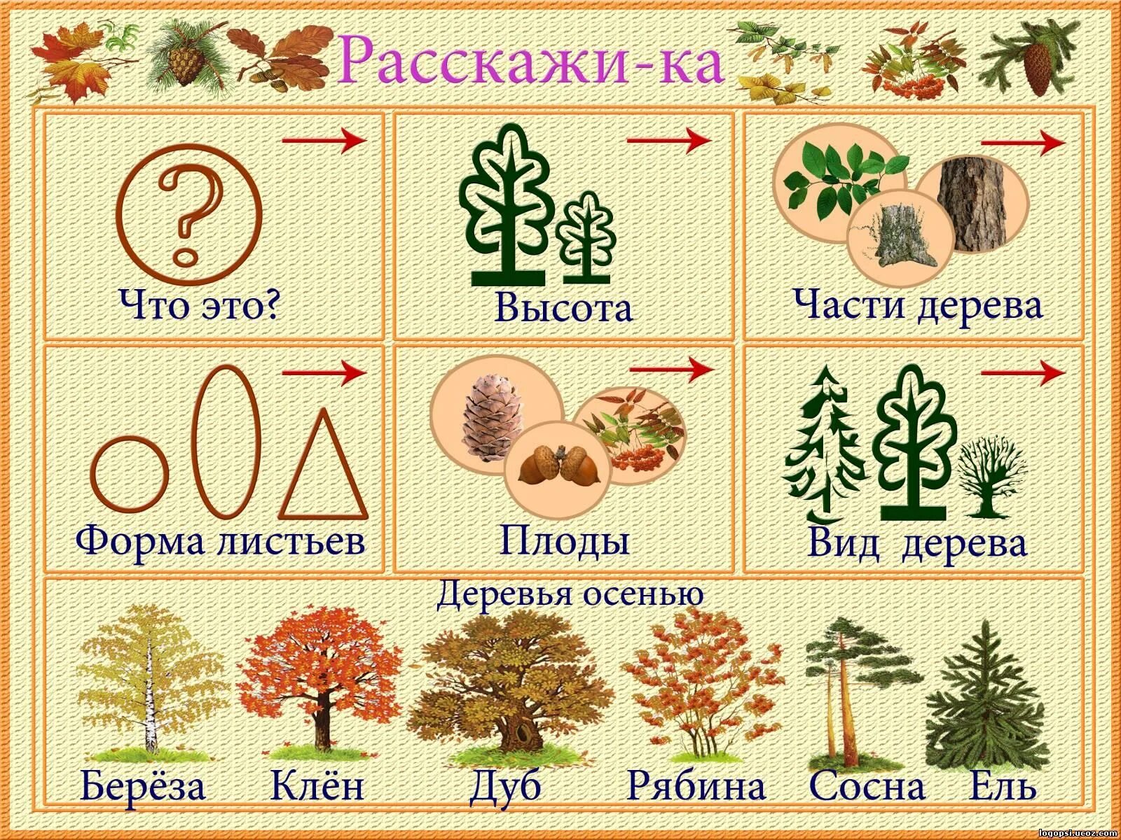 Схема описания осени. Схема для описательного рассказа по теме деревья. Схема рассказа о деревьях для дошкольников. Схема описательного рассказа о дереве. Схема рассказа о дереве для детей старшей группы.