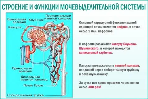 Мочевыделительная система содержит