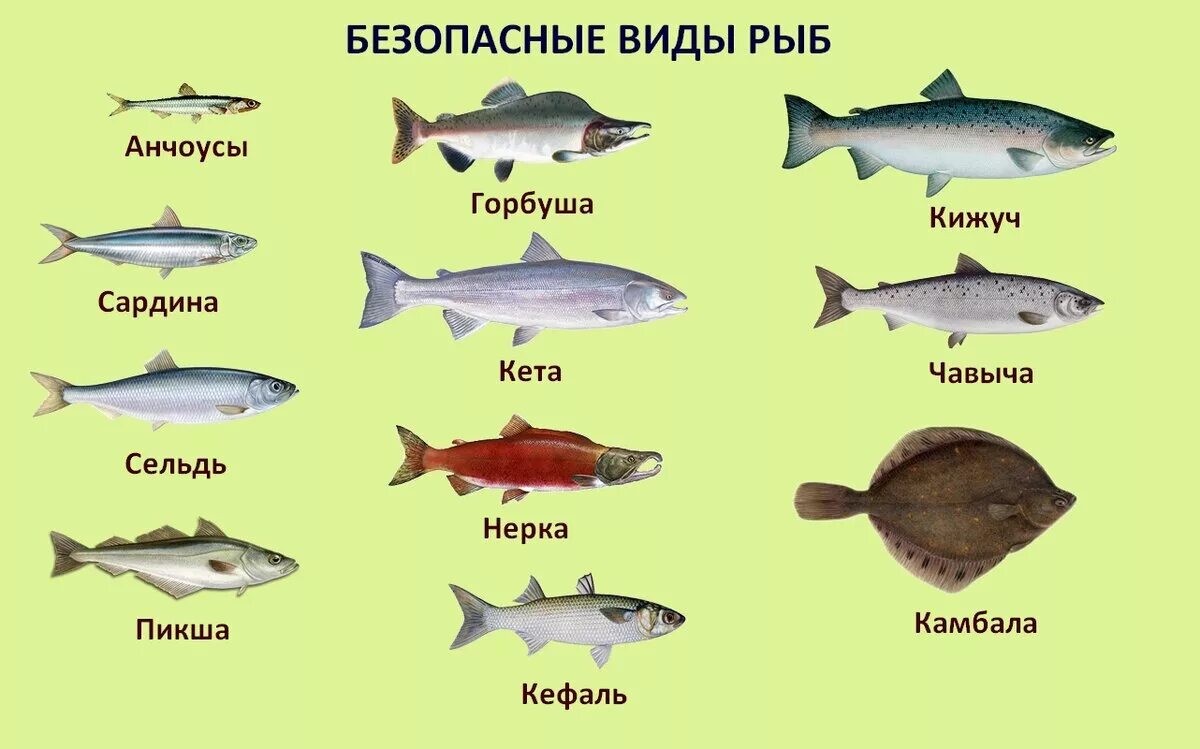 Какая рыба стала. Виды рыб. рыбы список. рыба белая морская названия. наиболее полезные сорта рыб.