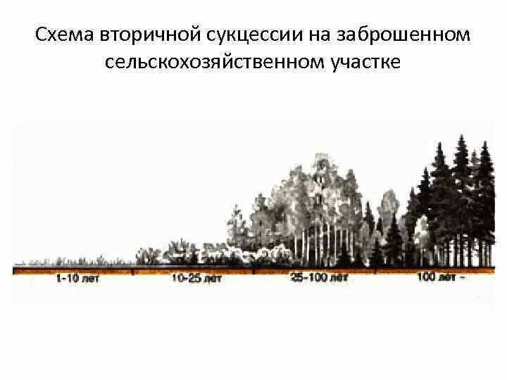 Сукцессия после пожара. Схема сукцессии. Вторичная сукцессия. Сукцессия на покинутом сельскохозяйственном участке. Общая картина сукцессии на покинутом сельскохозяйственном участке.