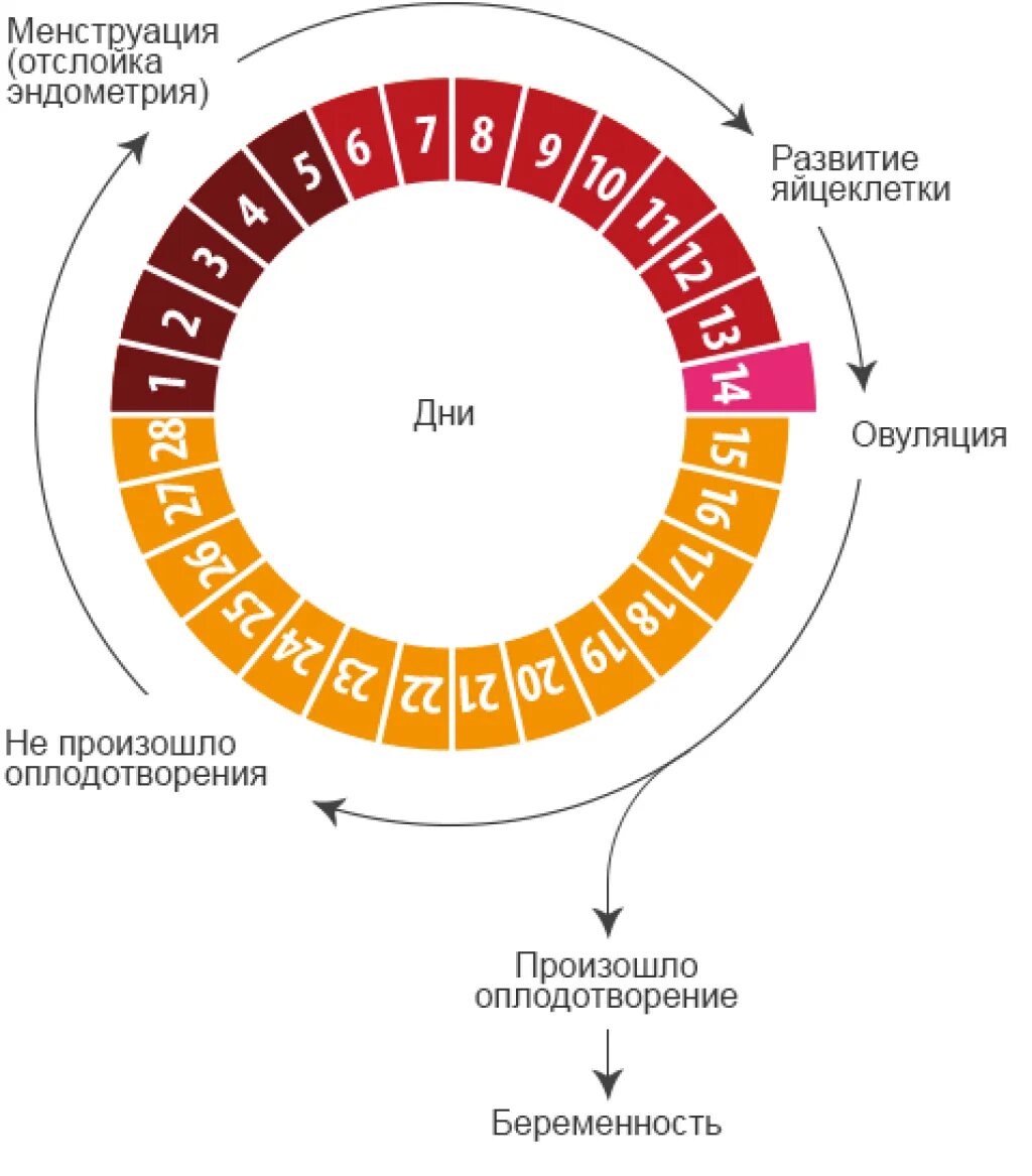 Не получается забеременеть в овуляцию