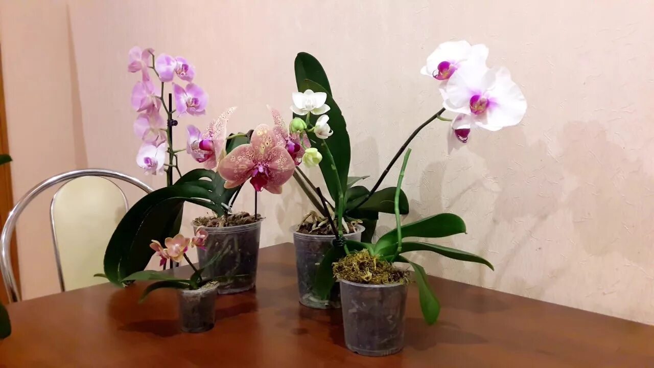 Орхидея после цветения уход в домашних условиях. Пересадка орхидеи фаленопсис. Орхидея уход в домашних условиях. Фаленопсис уход в домашних условиях. Бежевый фаленопсис в горшке.
