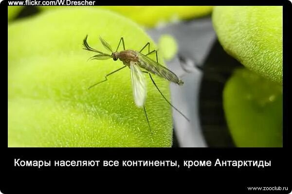Факты о комарах для детей. Сообщение про комара. Факты о комарах. Интересные факты о комарах для детей. Факты о комарах.