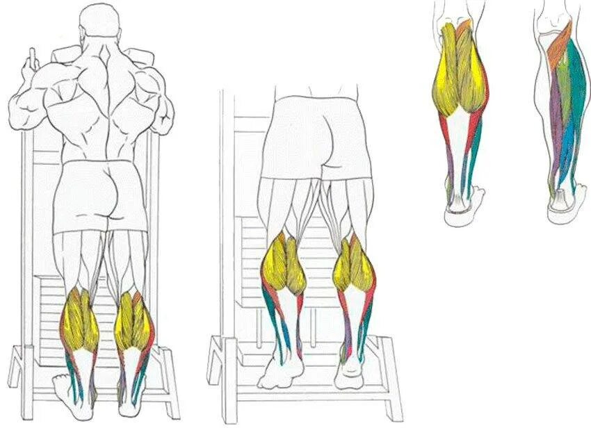 Как накачать голень. Упражнение для икроножных мышц подъем на носки. Упражнения для накачивания икроножных мышц. Икроножные мышцы подъем на носки стоя. Упражнения на икроножные и камбаловидные мышцы.