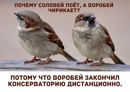 Воробьи чирикают ворона каркает