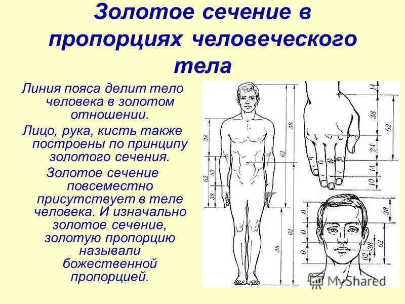 Тело округлое в сечении. Золотое сечение пропорции. Золотое сечение в теле человека. Золотое сечение пропорции тела. Человеческое тело по Золотому сечению.