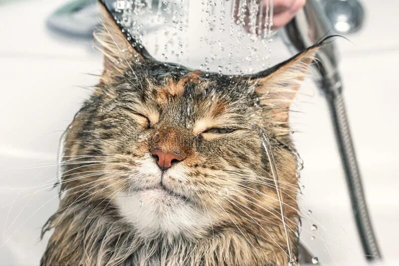 Wet bath