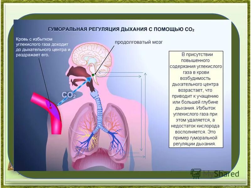 Гуморальная регуляция мозга. Шумлралная РРЕГУЛЯЦИЯ дыхагмя. Регуляция дыхания. Гуморальная регуляция дыхания. Нервная и гуморальная регуляция дыхания.