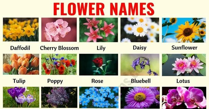 Имена цветов фото Names of Flowers In hindi and English फूलों के नाम हिंदी और इंग्लिश में YouTub