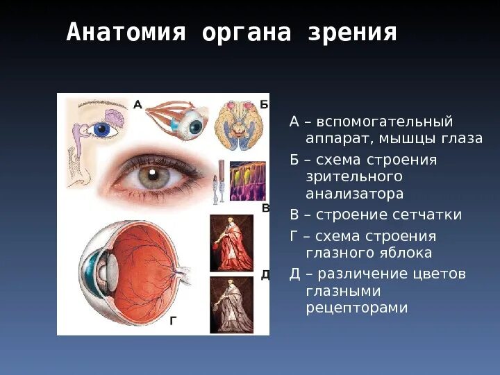 Роль органов зрения. Вспомогательный аппарат глазного яблока. Орган зрения и вспомогательный аппарат глаза анатомия. Структуры глазного яблока вспомогательный аппарат органа зрения. Клиническая анатомия и физиология органа зрения.