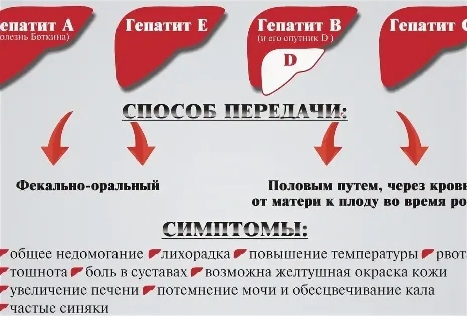 Гепатит б передается через слюну. Фекально оральный путь передачи картинки.