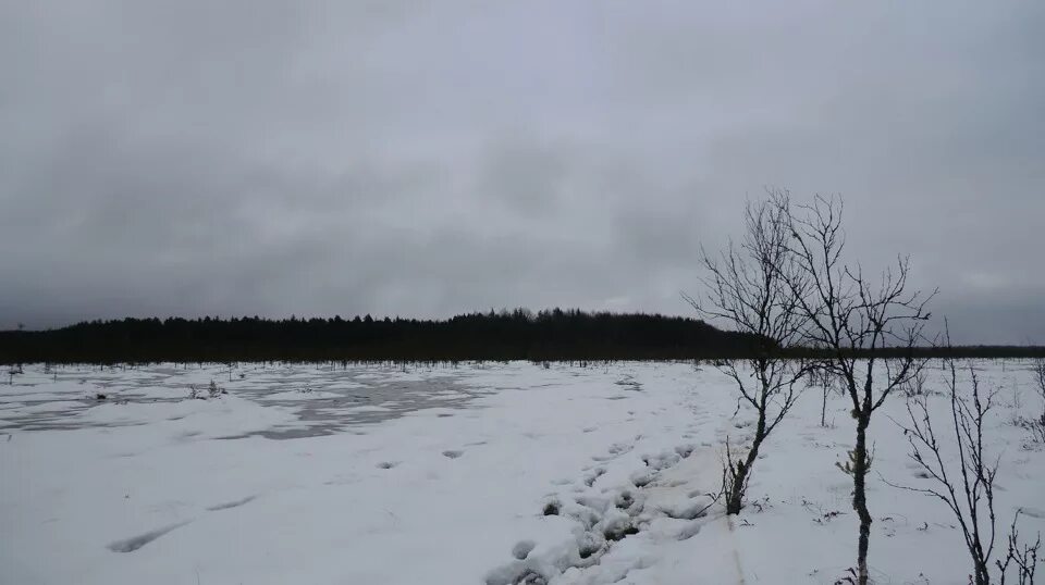 Святое болото. Святое болото Костромская область. Николо-остров Чухломской район. Николо остров на святом болоте. Чухлома святое болото.