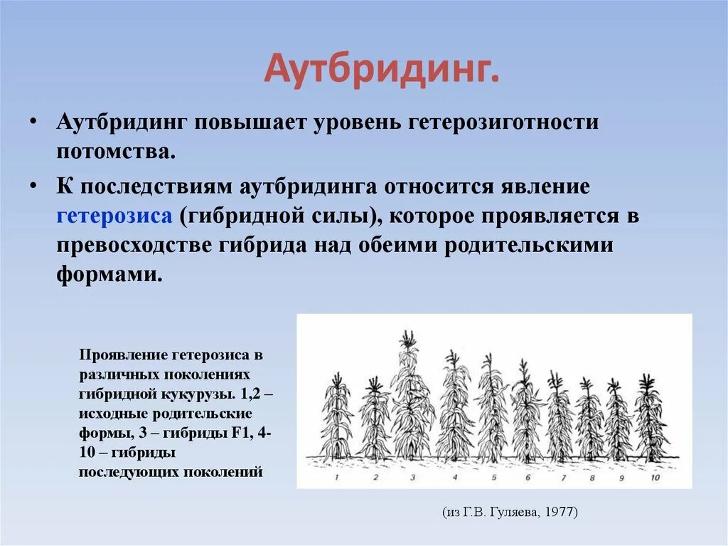 Методы селекции аутбридинг. Аутбридинг гетерозис. Проявление гетерозиса. Инбридинг и аутбридинг.