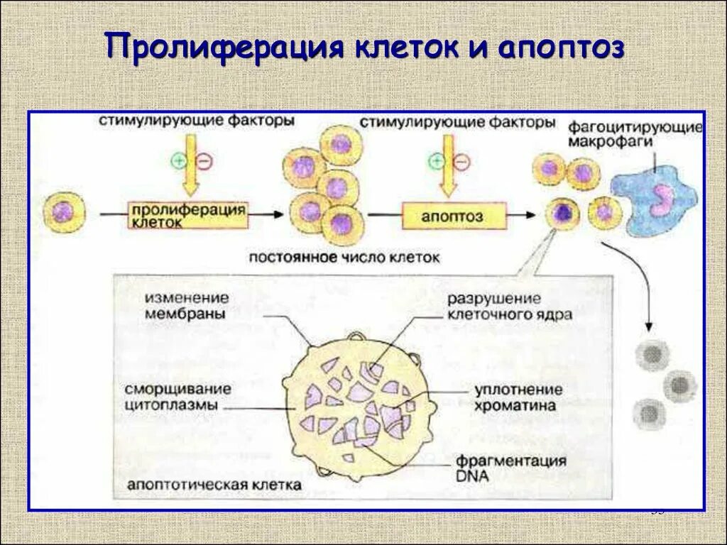 Пролиферация это простыми словами. Механизмы клеточной пролиферации. Пролиферация типы клеток. Механизм пролиферации клеток. Клеточная пролиферация гистология.