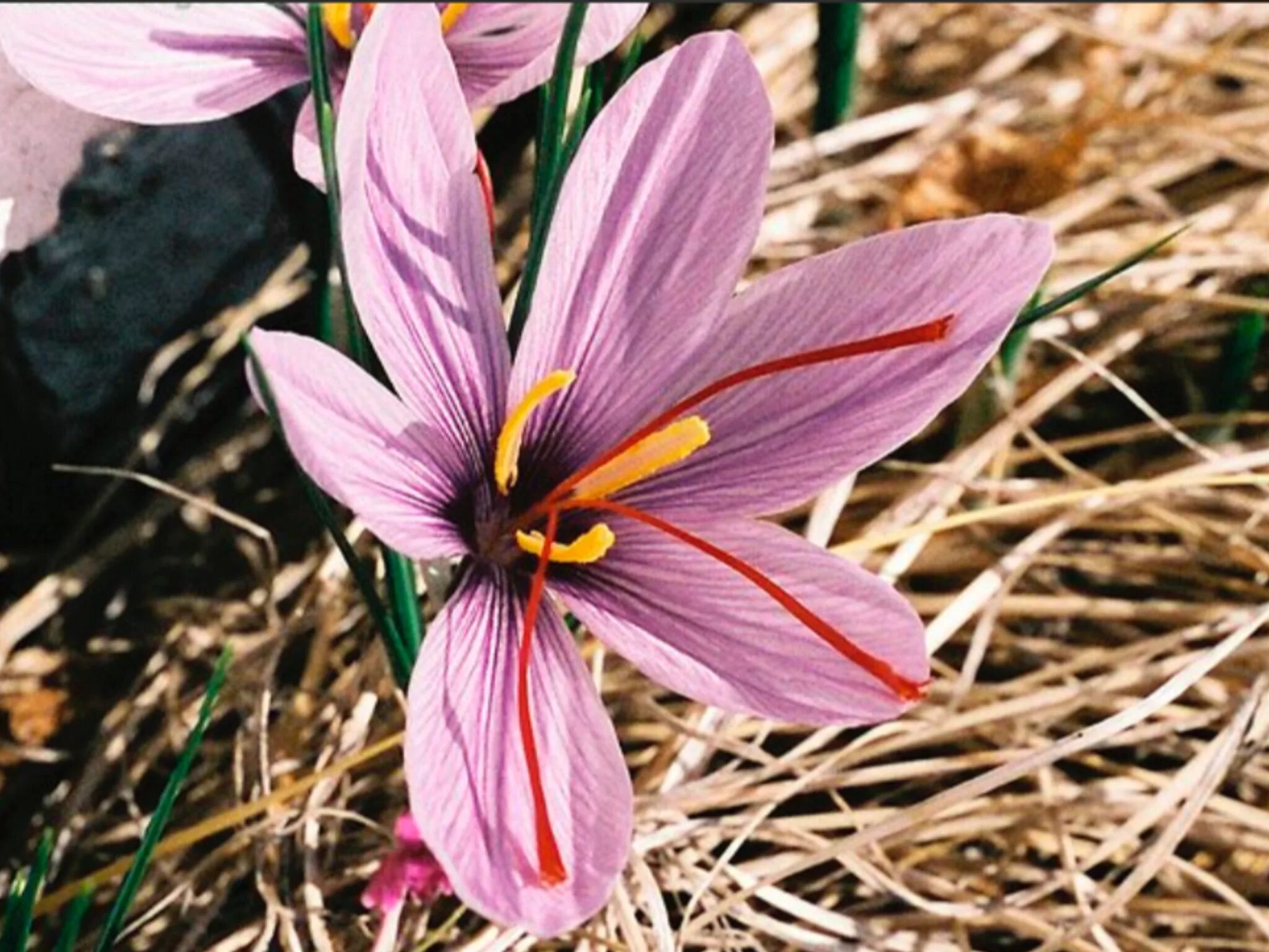 Шафран выращивание. Шафран. Crocus sativus. Шафран цветок. Крокус иранский.