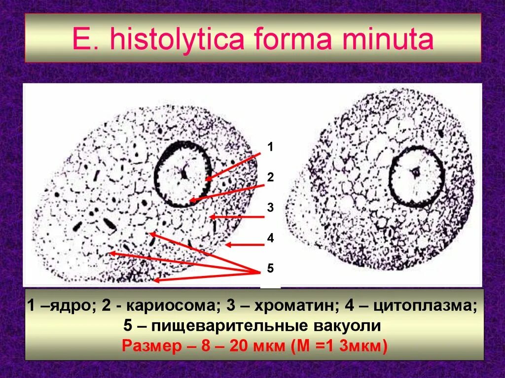 Строение форм дизентерийной амебы. Малая вегетативная форма дизентерийной амебы строение. Forma ma. Entamoeba histolytica циста. Форма magna.