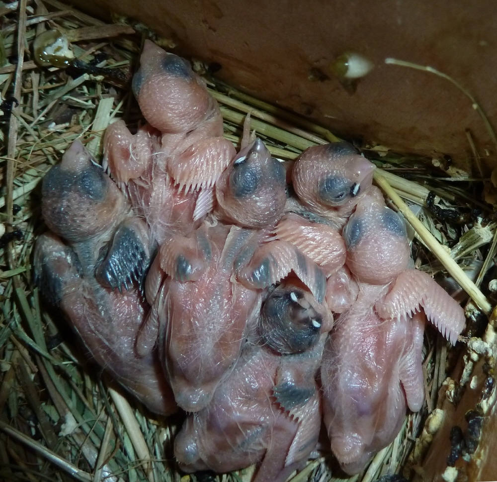 птенец амадина. амадины птенцы. птенец амадина. амадин гульда птенцы. гульдовая амадина птенец.