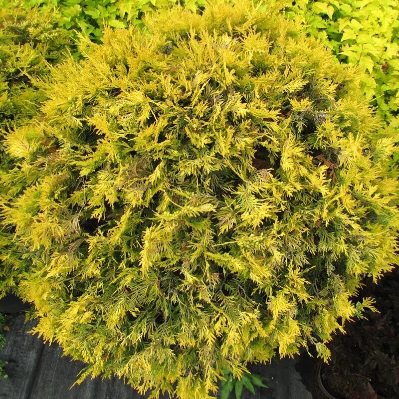 Туя Западная Голден Глоб. Туя Западная Thuja occidentalis “Golden Globe”. Туя Западная occidentalis Golden Globe. Туя Западная Голден Глоб(Golden Globe).