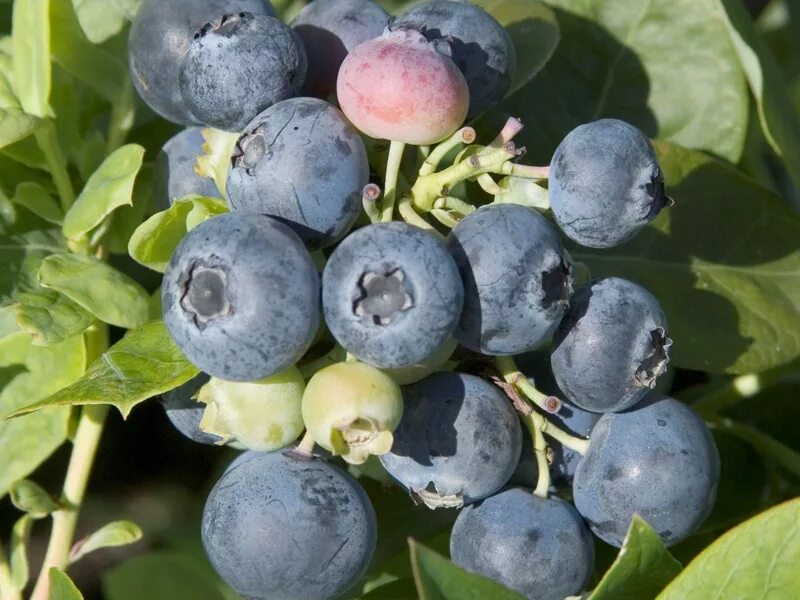 Голубика высокорослая дюк. Ранние сорта голубики. Голубика блюкроп. Ранние сорта голубики садовой. Голубика высокорослая нельсон.
