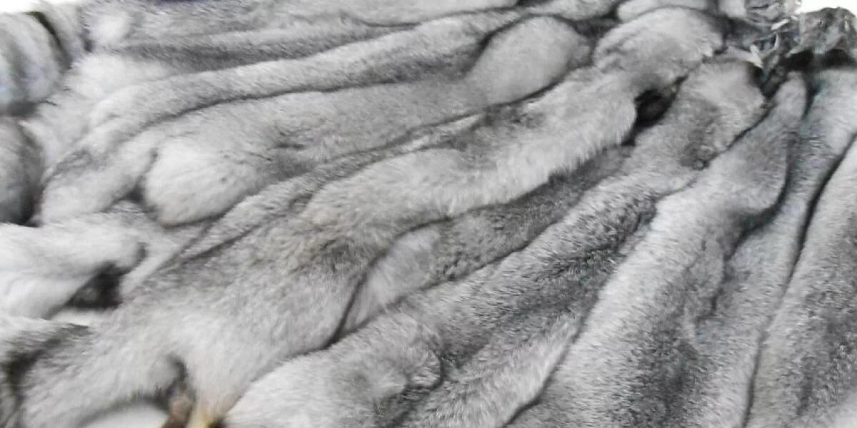 Песец какой мех. Мех песца. мех голубой песец. мех арктической лисы. чистка меха песца.