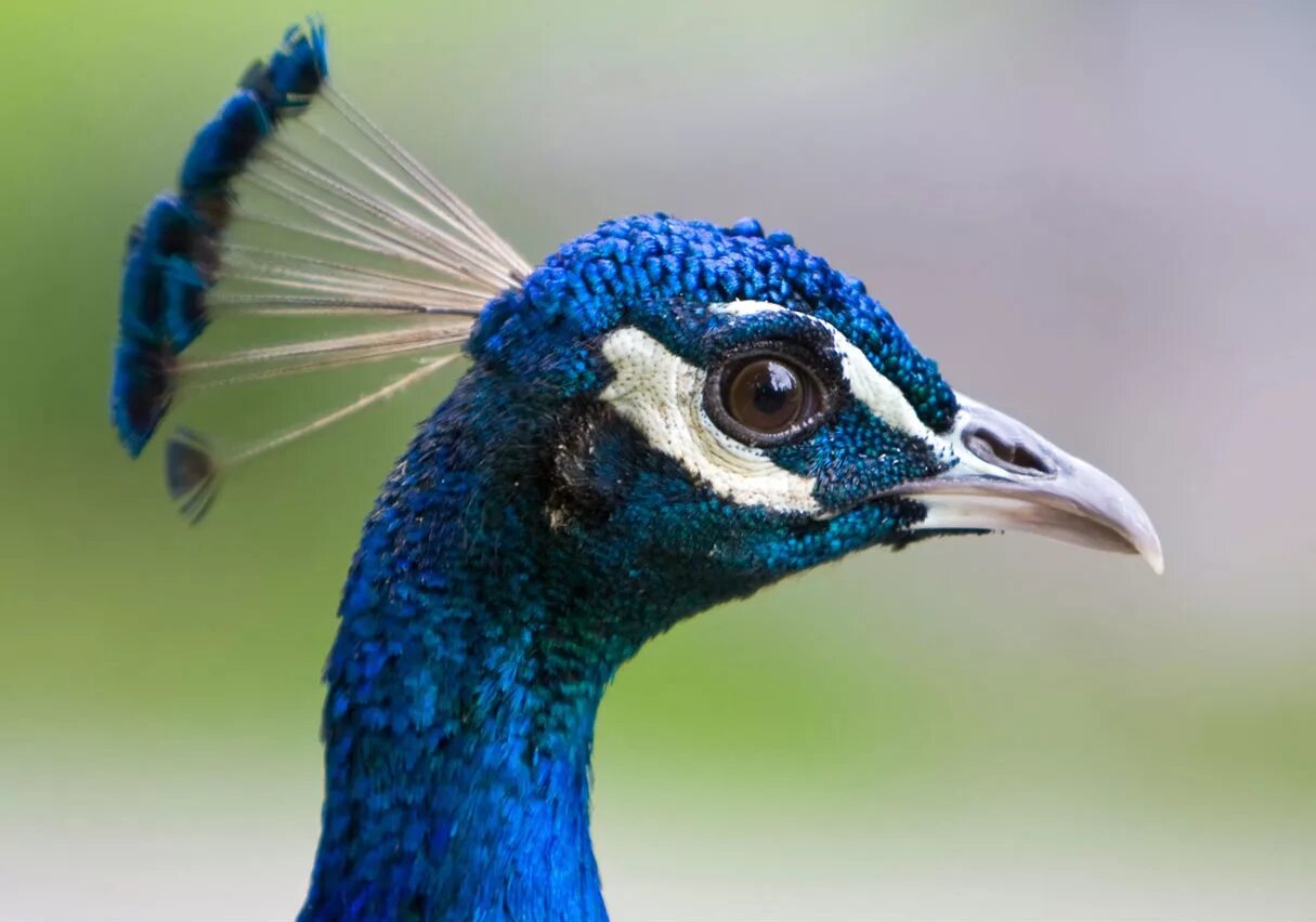 National bird. Peacock head.