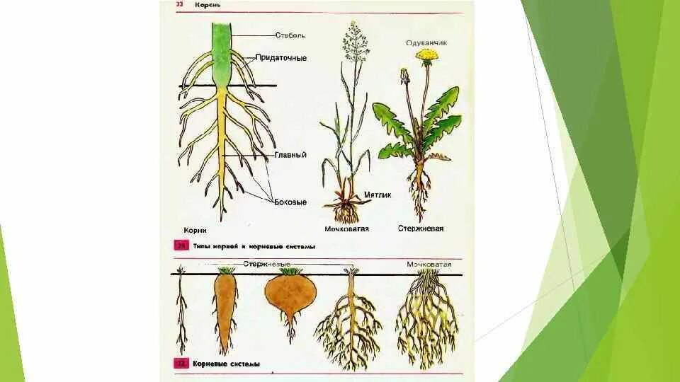 Корневые системы растений. Органы цветкового растения корень корневые системы. Деревья со стержневой корневой системой. Корешок растения. Корень имеет рост