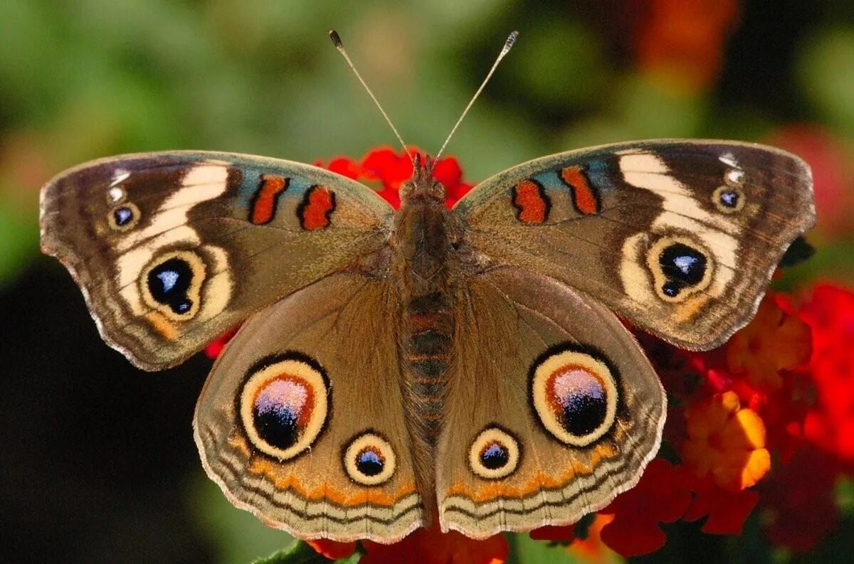 Покажи видео бабочек. Павлиний глаз Нимфалиды. Горгеус бабочка. Бабочка павлиний глаз окраска. - Павлиний глаз, - Махаон, - Адмирал..