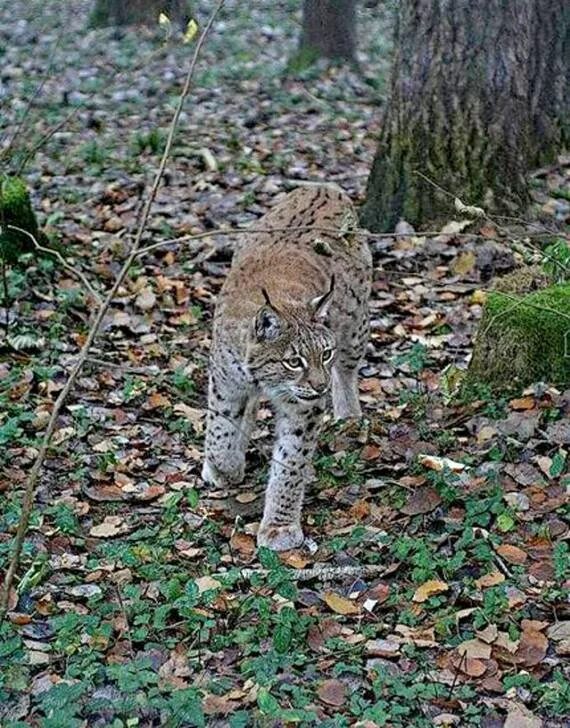 иодоптация у млекопитающих. хищники в природе. фонарница мотылёк. хищные животные окраска которых делает незаметными. покровительственная окраска лев.