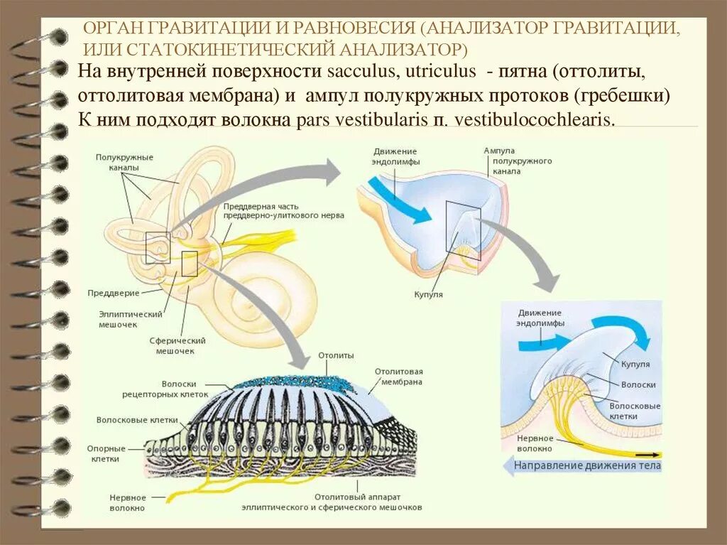 Орган равновесия особенности строения и функции. Вестибулярный анализатор схема физиология. строение анализатора органа равновесия. рецепторы вестибулярного анализатора расположены в. вестибулярный анализатор строение физиология.