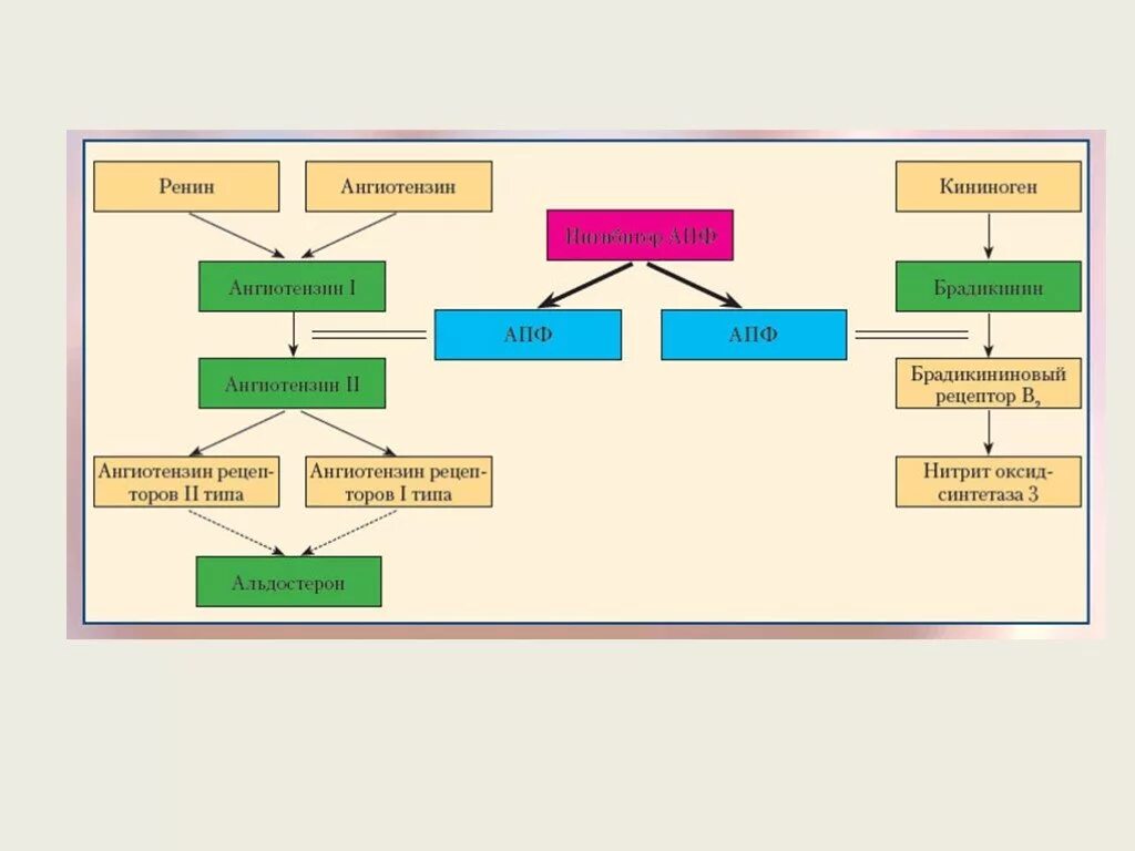 Механизм действия ИАПФ схема. Ингибиторы АПФ механизм действия схема. Ингибиторы АПФ схема. Ингибиторы АПФ схема действия.