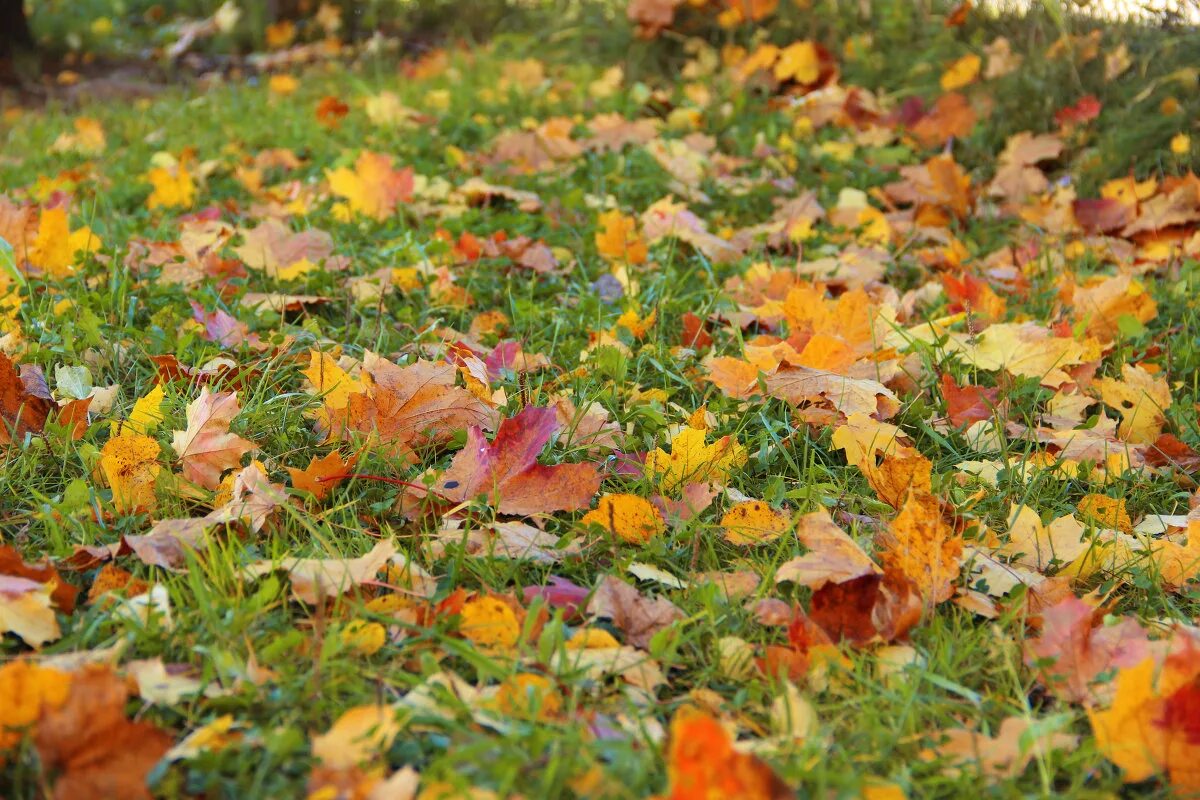 Ковер из осенних листьев фото. Расцветка осенних листьев. Багровый ковер из листьев. Осенний коврик из листьев. Ковер из листьев какой.