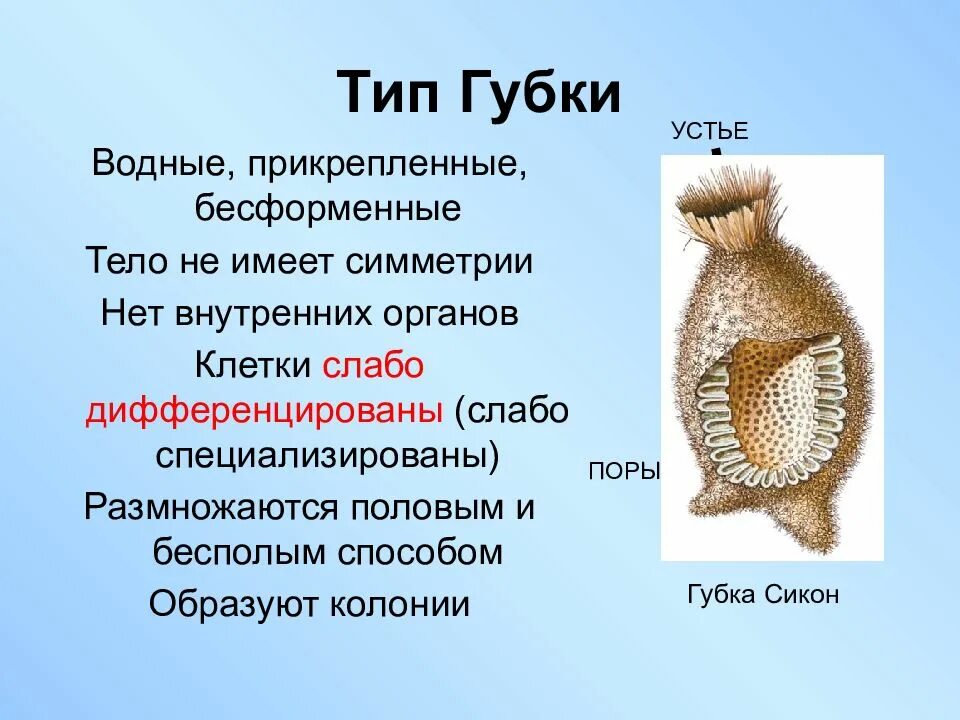 Типы строения губок