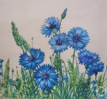 Васильки 13