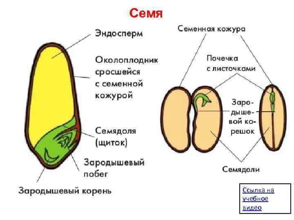 Строение семени покрытосеменных. Строение семени покрытосеменных растений. Схема семени однодольного растения. Строение зерновки пшеницы строение семян однодольных растений. Схема строения семени однодольного и двудольного растения.