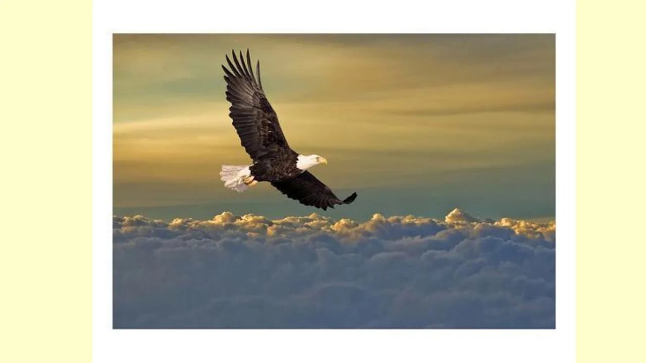 Орел в облаках 6 букв. Орел над облаками. Орел из облаков. Орел летит над облаками мультикам. Eagle Flying above.