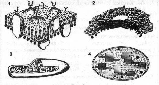 Тест клетка егэ. Рисунки органоидов клетки ЕГЭ по биологии. Органоиды клетки ЕГЭ биология. Органоиды клетки рисунки ЕГЭ биология. Органоиды клетки ЕГЭ.
