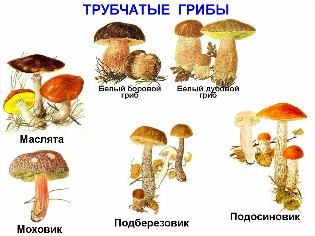 Шляпочные пластинчатые грибы несъедобные. Шляпочные трубчатые грибы названия. Трубчатые грибы несъедобные трубчатые грибы. Съедобные трубчатые грибы названия.