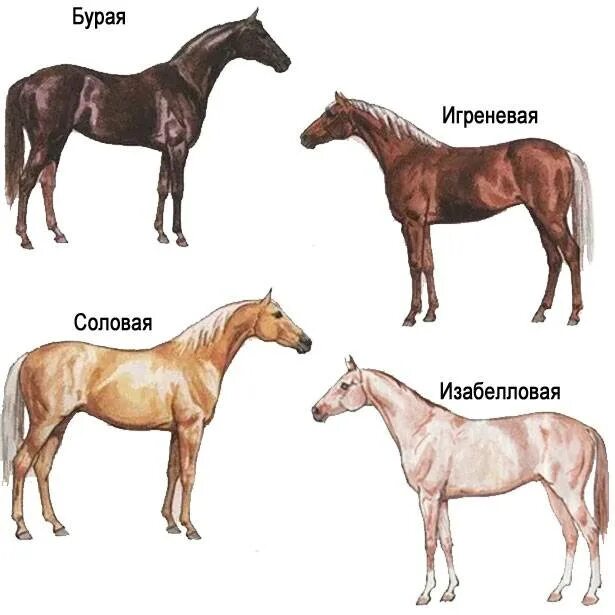 Как назвать белую лошадь