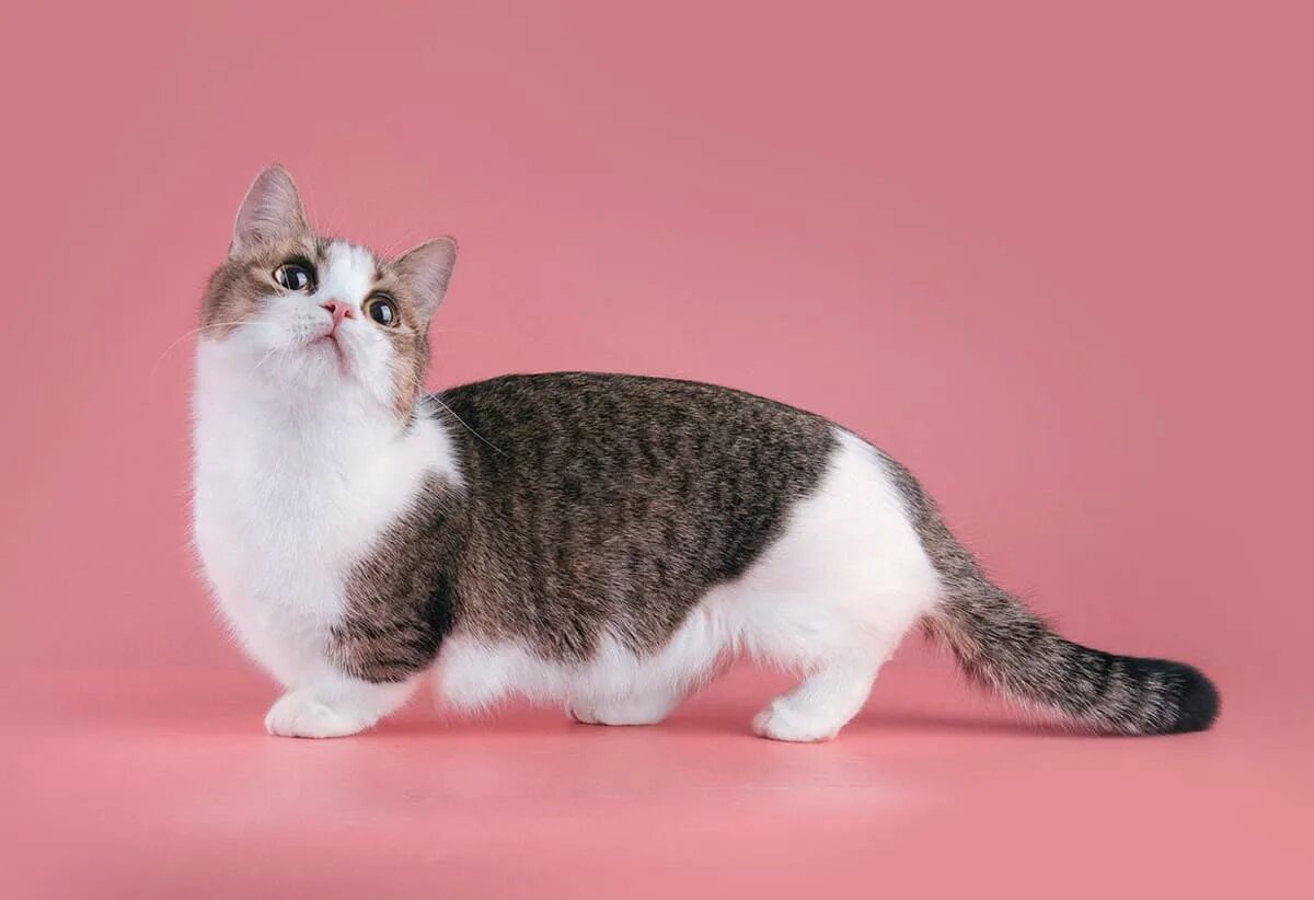 Манчкин (порода кошек). Манчкин (порода кошек). Манчкин кот. Коты породы манчкин. Манчкин кошка рыжая.