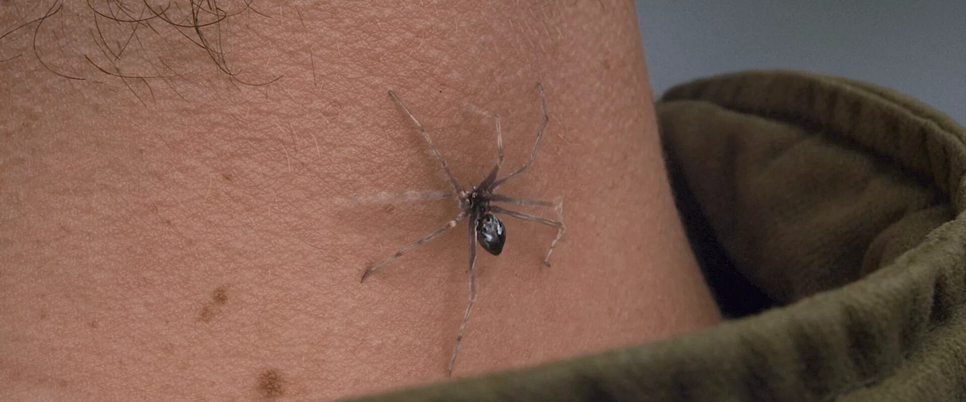 Spider bit