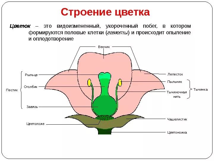 Какого строение цветка. Какого строение цветка