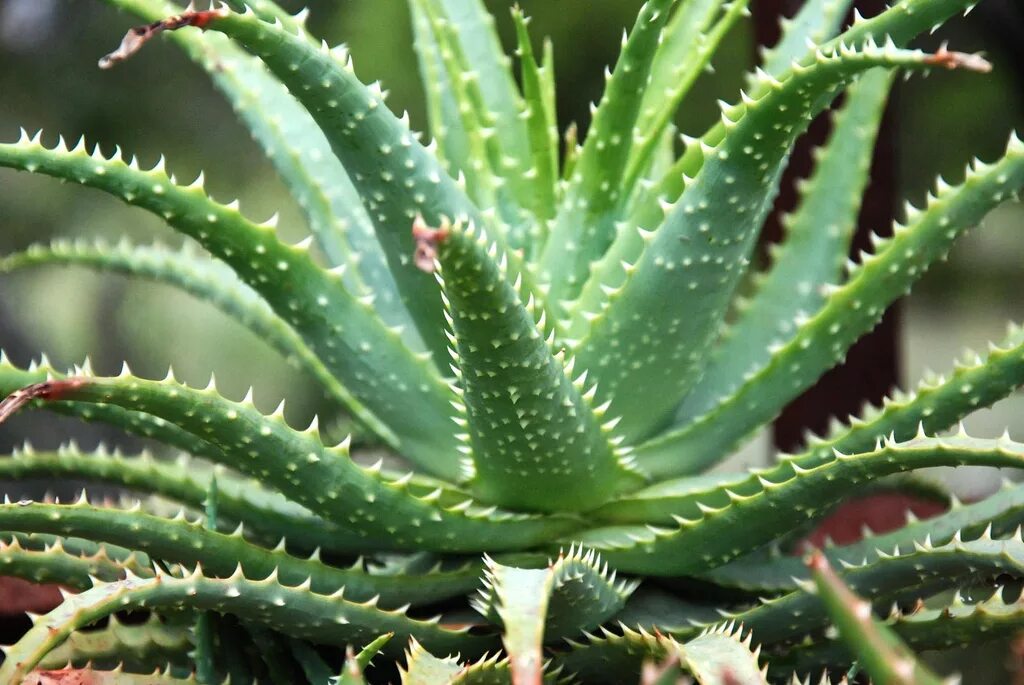 Алоэ древовидное столетник. Алоэ arborescens. Алоэ древовидное (столетник) (Aloe arborescens).